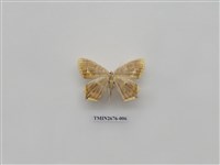 藏品(尺蛾219)的圖片